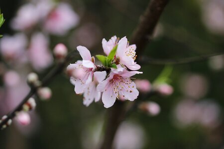 Spring flora botanist
