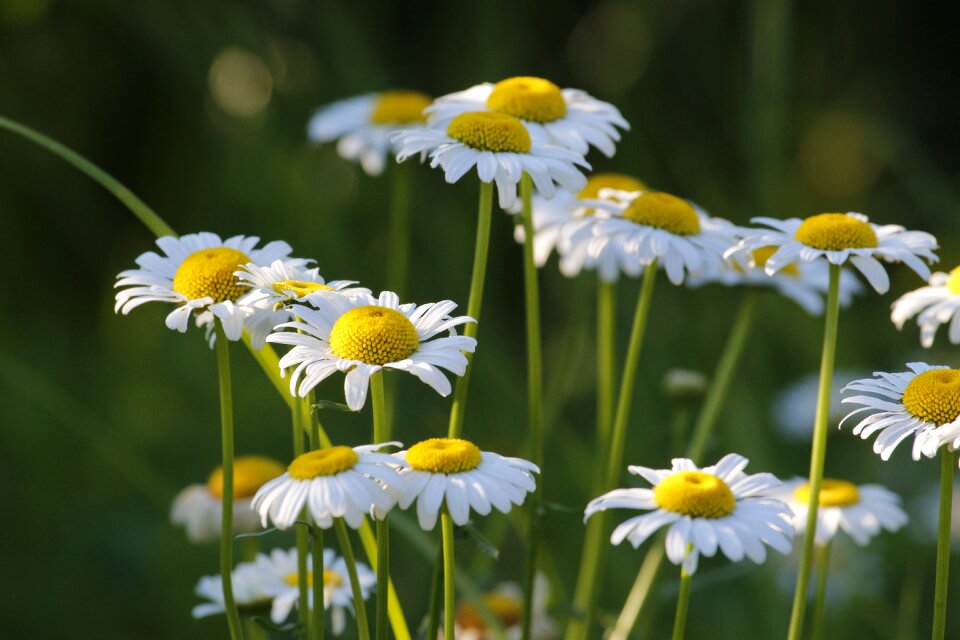 Summer white outdoor