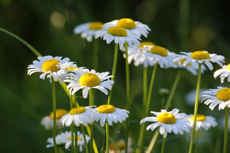 Summer white outdoor