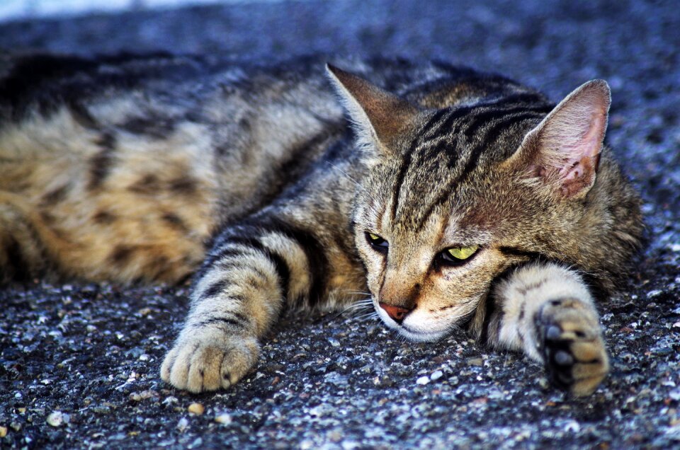 Cat european calico cat stray cat photo