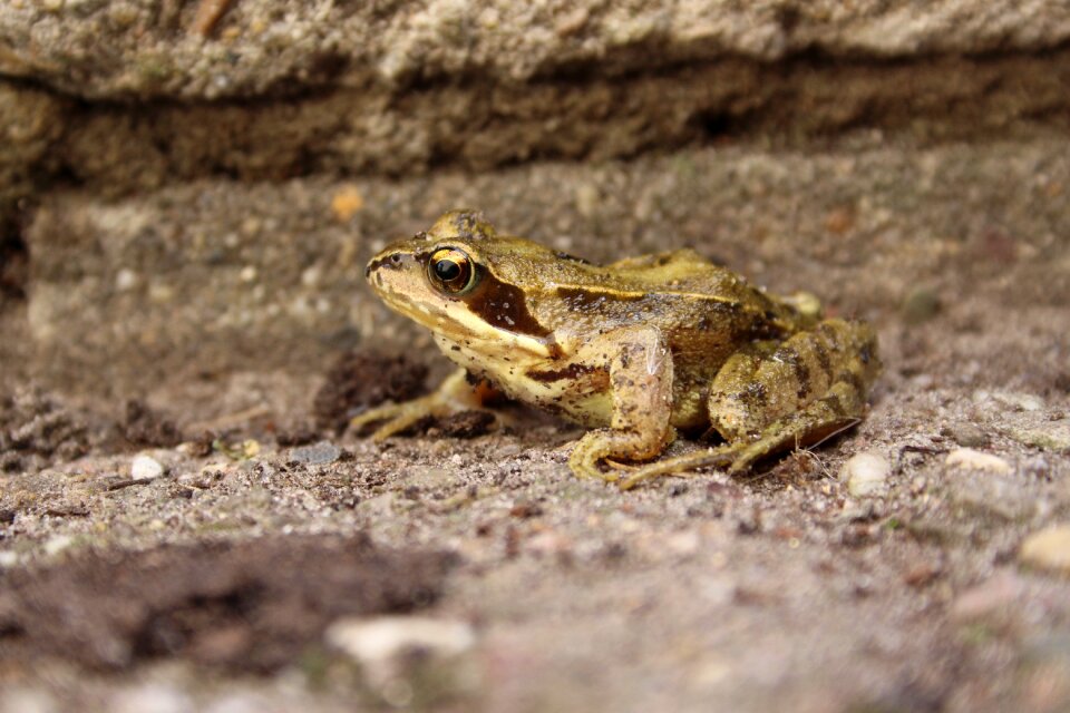 Animal amphibian cute