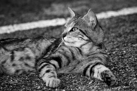 Cat european calico cat stray cat