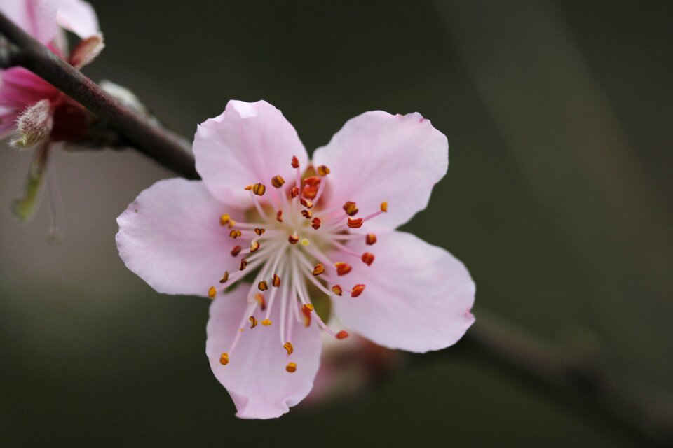 Spring flora botanist