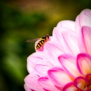 Dahlia insect close up photo