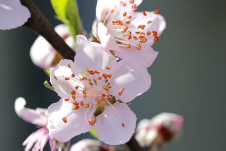 Spring flora botanist