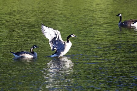 Birds lake goslings photo