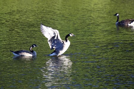 Birds lake goslings