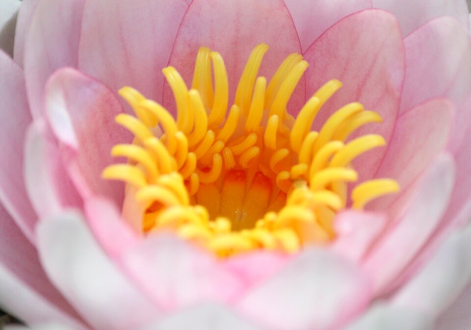 Pond lily blossom photo