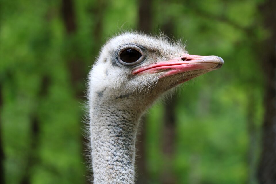 Neck animals feather