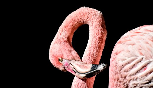 Feather pride tierpark hellabrunn