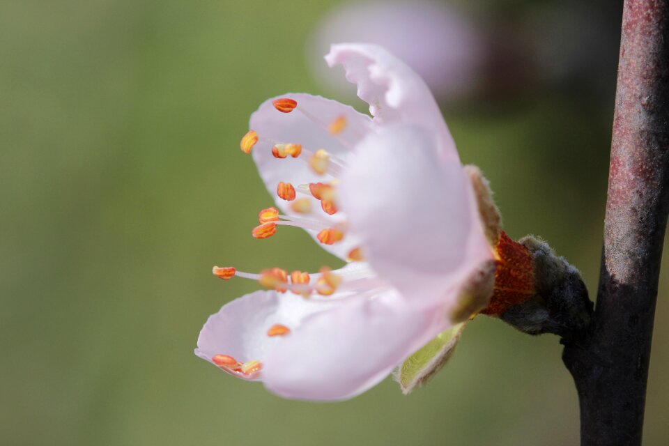 Spring flora botanist