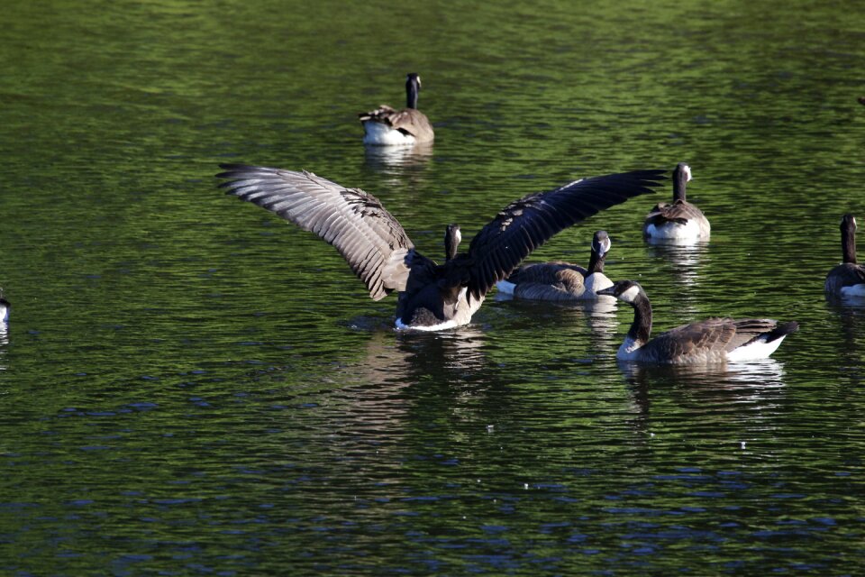 Birds lake goslings photo