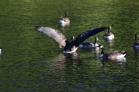 Birds lake goslings