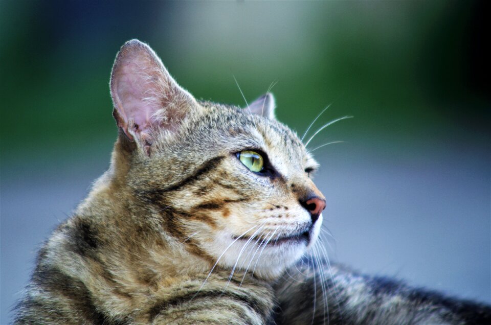 Cat european calico cat stray cat photo