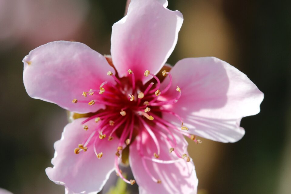 Spring flora botanist