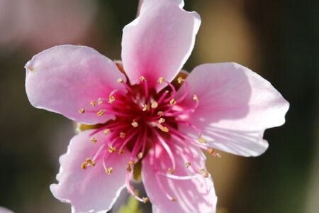 Spring flora botanist