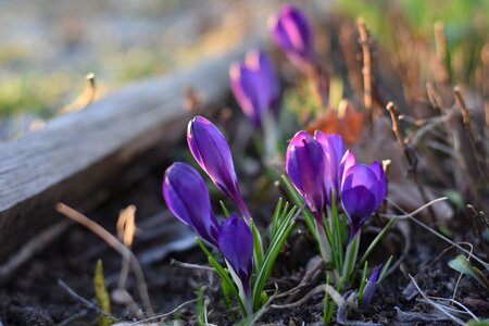Flower spring violet photo