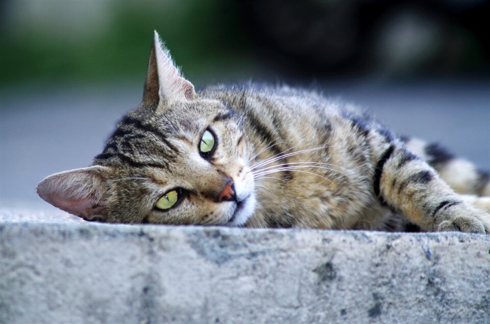Cat european calico cat stray cat