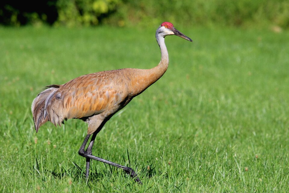 Bird meadow wildlife