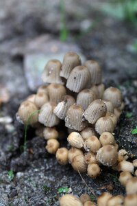 Nature growth season