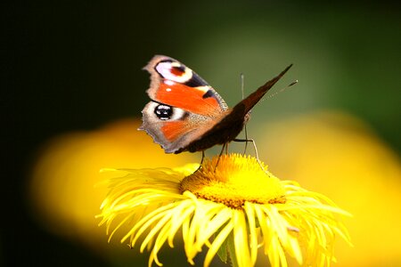 Animals flower no one