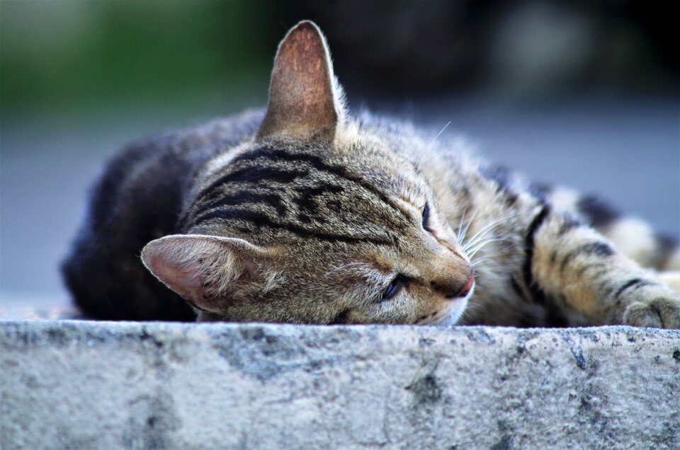Cat european calico cat stray cat