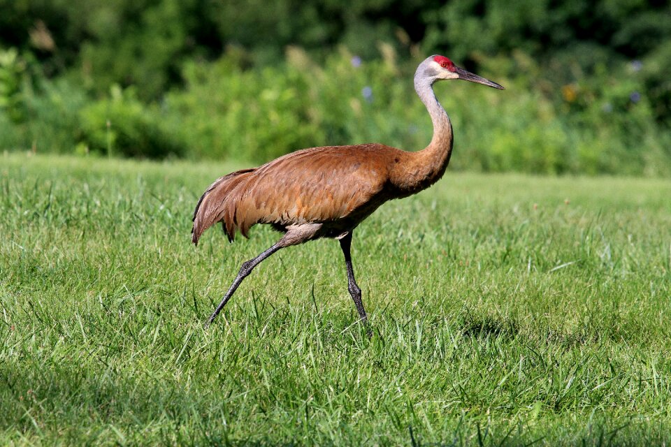 Feather meadow birds