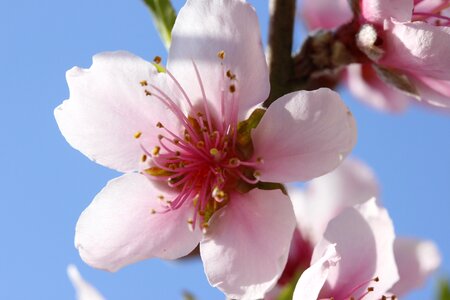 Spring flora botanist