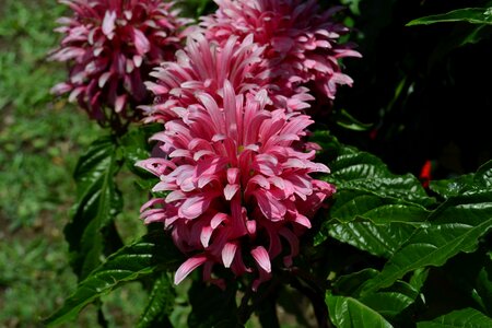 Pink flower nature garden