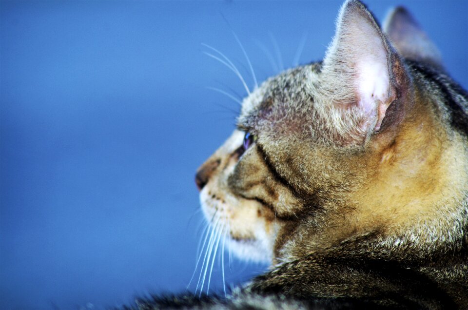 Cat european calico cat stray cat