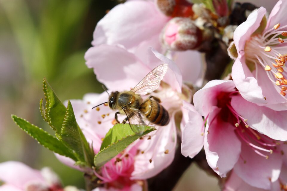 Flora botanist bee photo