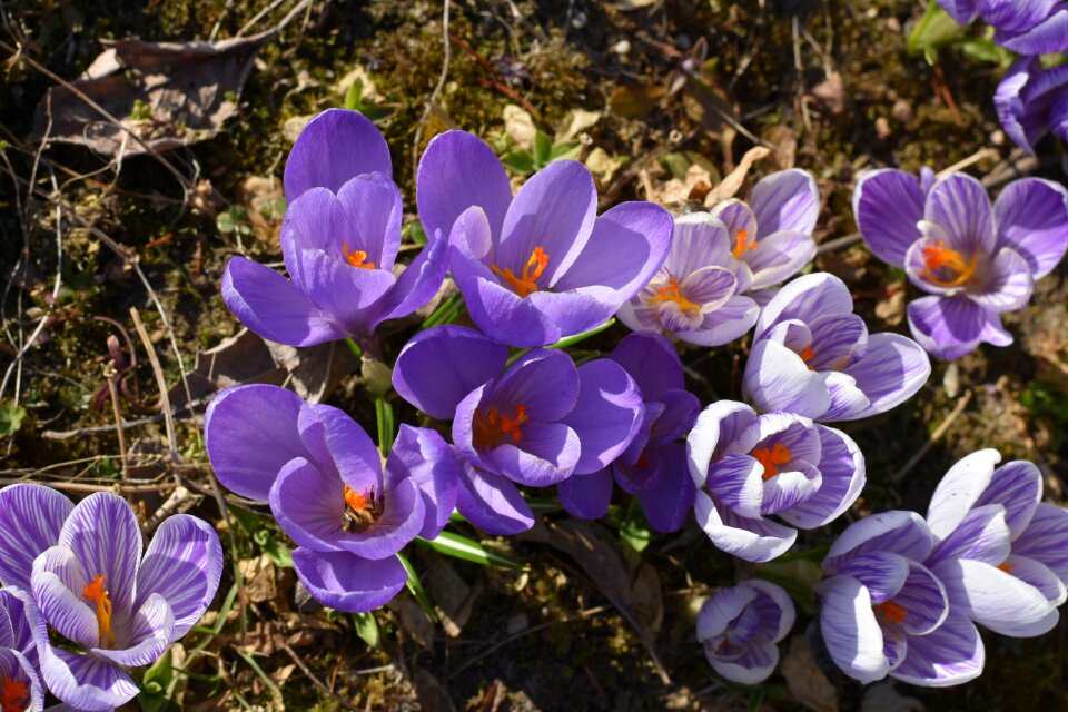 Flower flowers spring