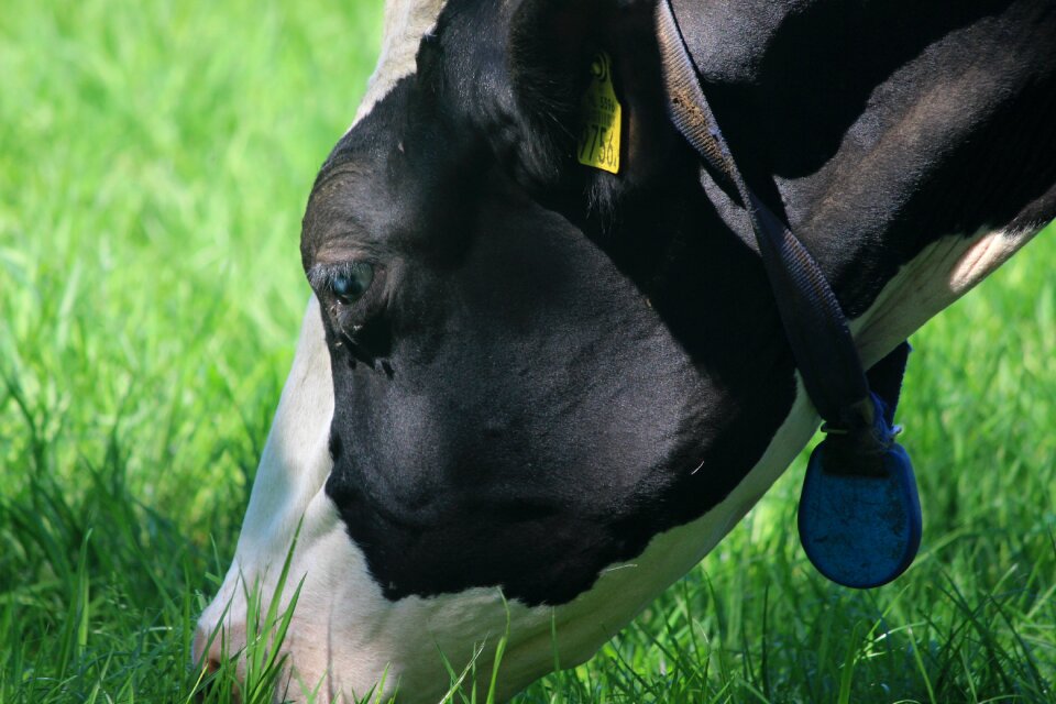 Livestock nature landscape