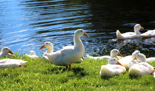 Duck bird chicks photo
