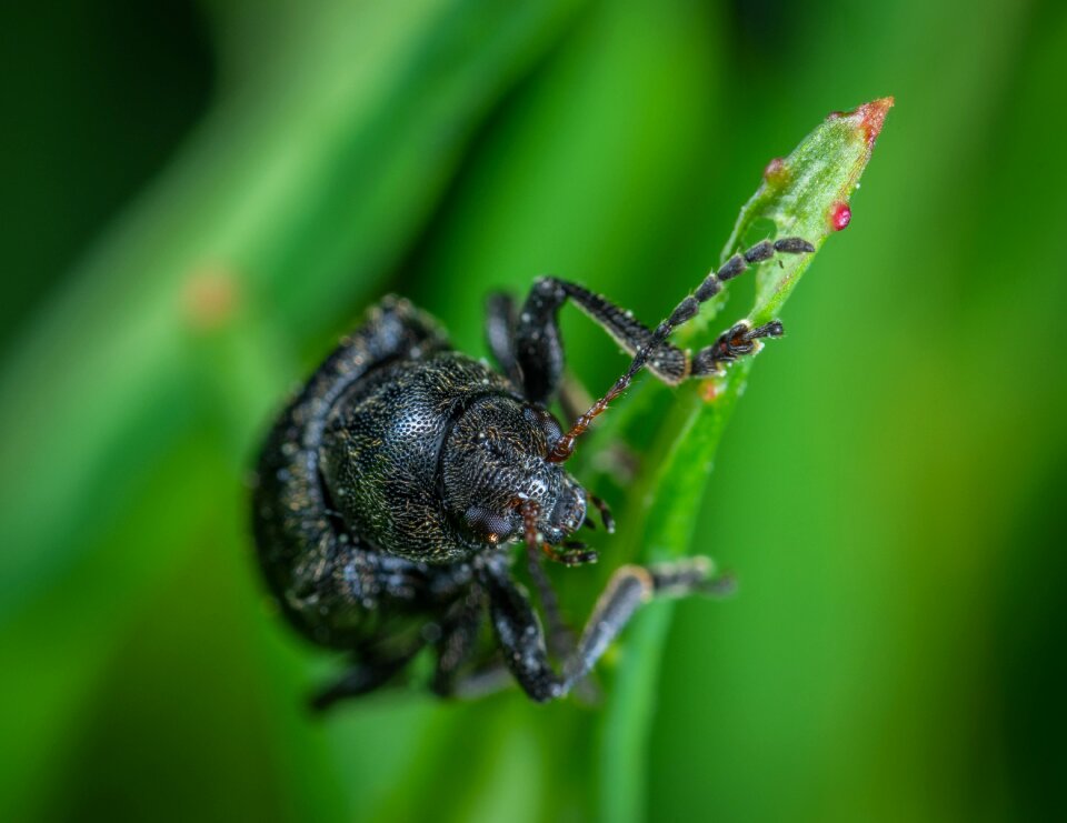 Coleoptera macro insect