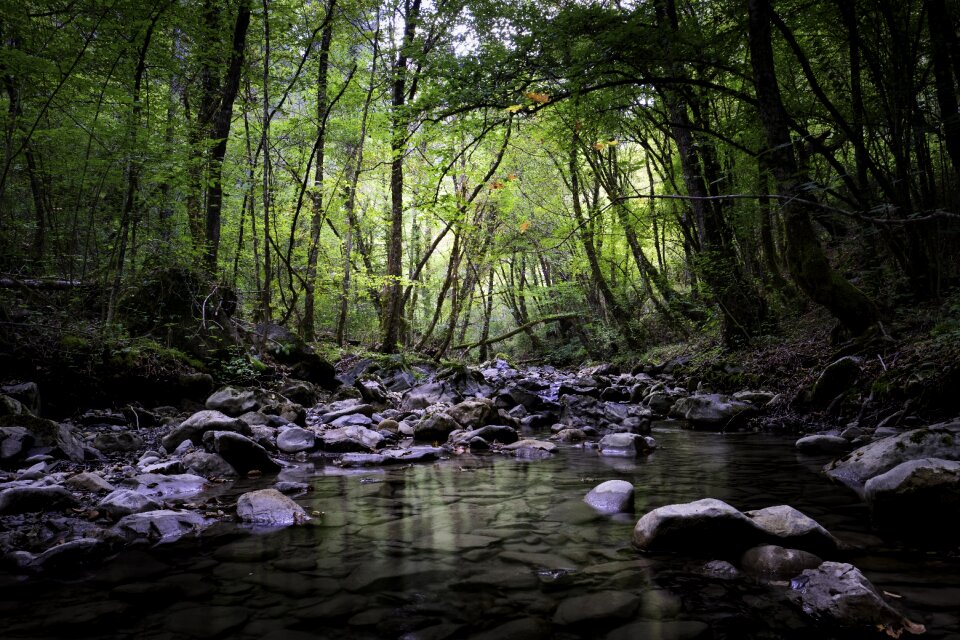 Landscape nature jungle
