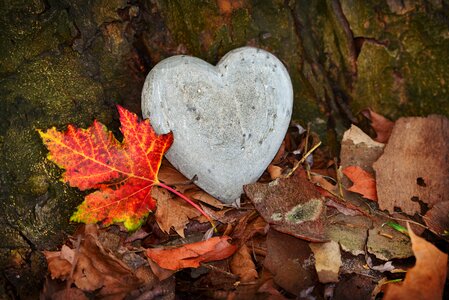 Love emotion autumn leaf