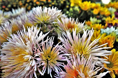 White garden plant