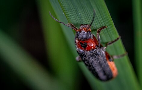 Beetle insect mâgkotelka photo