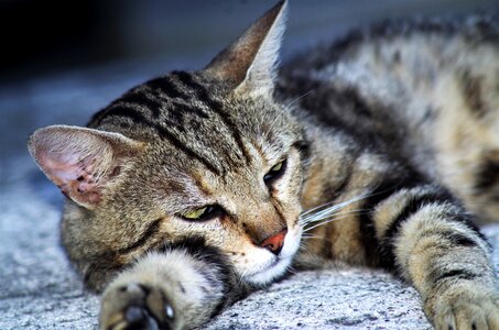 Cat european calico cat stray cat photo