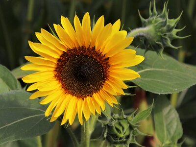 Nature petals close up
