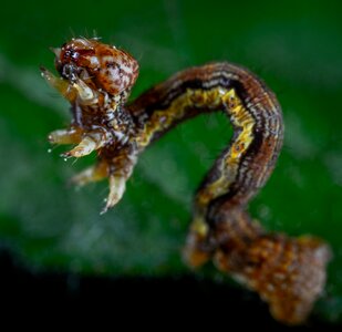 Moth caterpillar macro