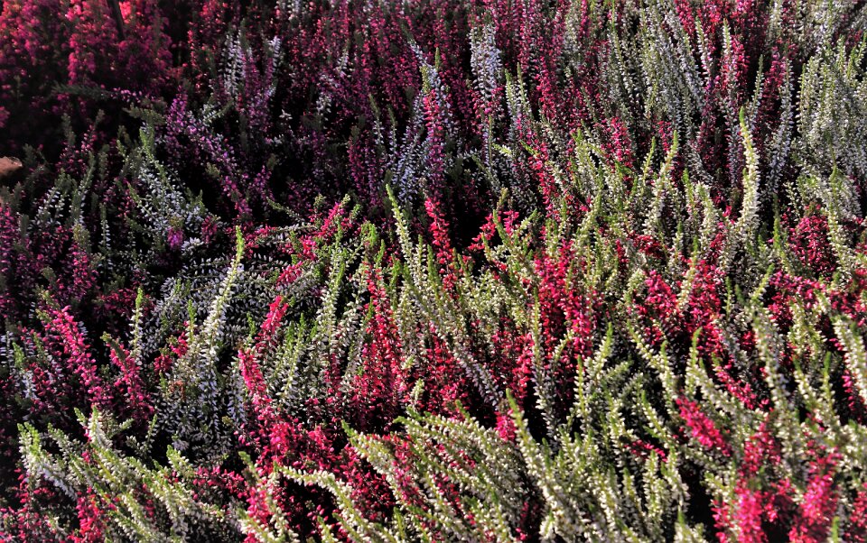 In the shadows heide wind