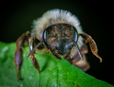 Macro insect sheet
