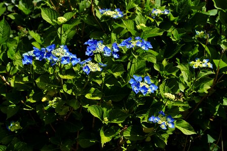 Blue blossom bloom