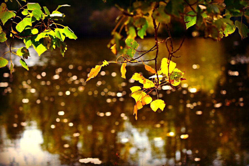 Bokeh reflection brown water