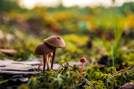 Mushroom nature plant