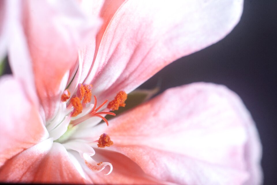 Plant pink summer