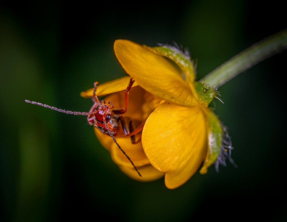Beetle buttercup mâgkotelka