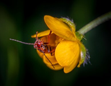 Beetle buttercup mâgkotelka